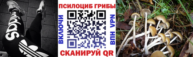 гидра как войти  Гвардейск  Галлюциногенные грибы MAGIC MUSHROOMS 